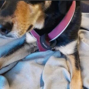 K800 Ilja 2 1 300x300