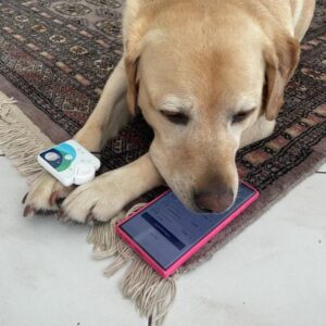 K800 Shiva 20250801 3 1 300x300